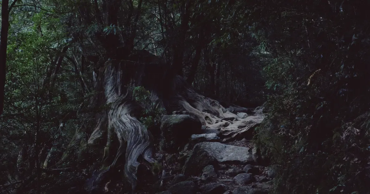 Roots