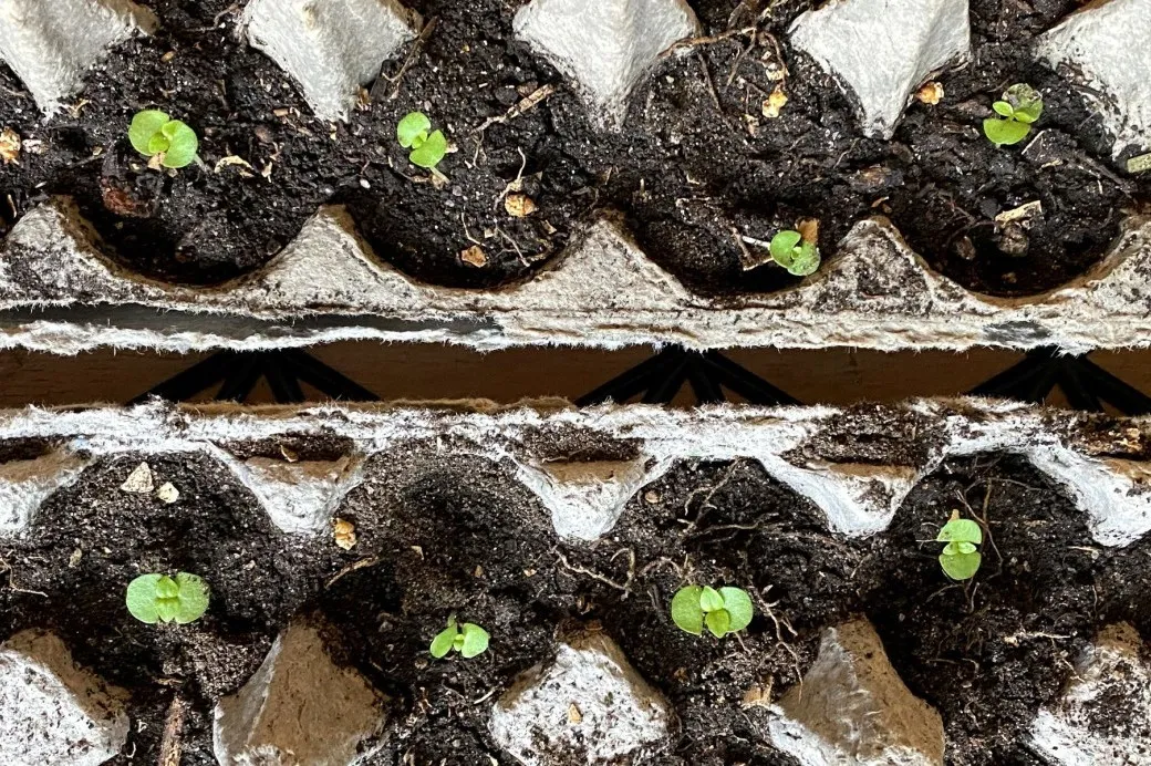 Starting Seeds for Community Self-Sufficiency