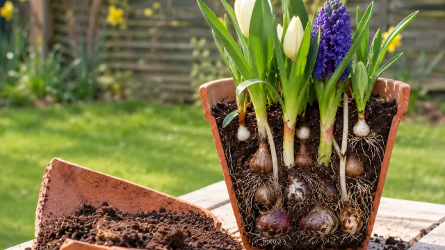 Veterans Outreach - Growing Connections November: Bulb Planting and Bulb Lasagna
