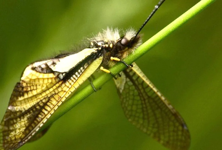 Streifzug durch die Zürcher Insektenwelt